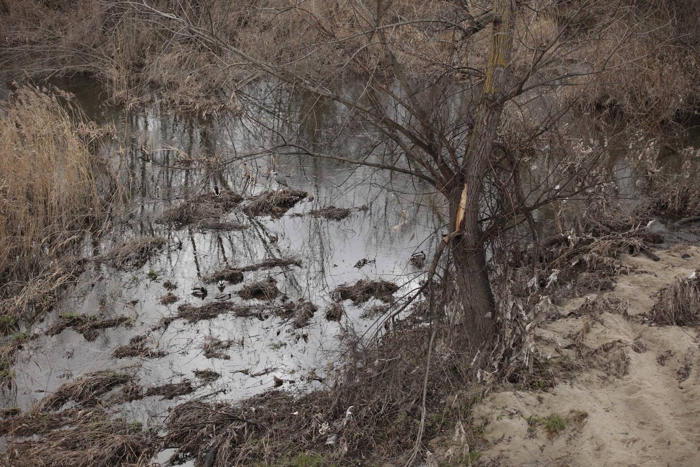 La crecida del río llena de &#039;basuraleza&#039; la ribera del Tormes