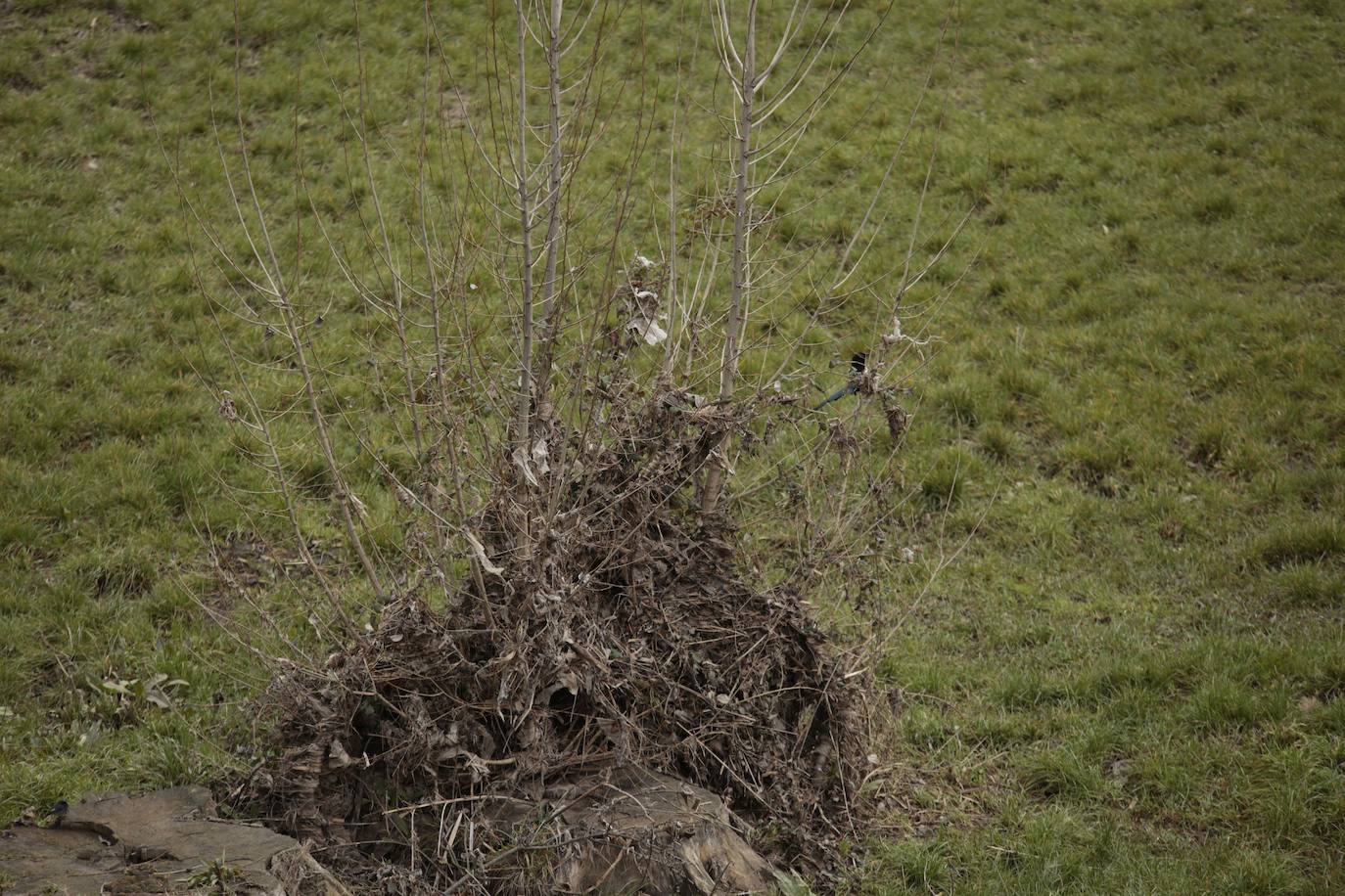La crecida del río llena de &#039;basuraleza&#039; la ribera del Tormes
