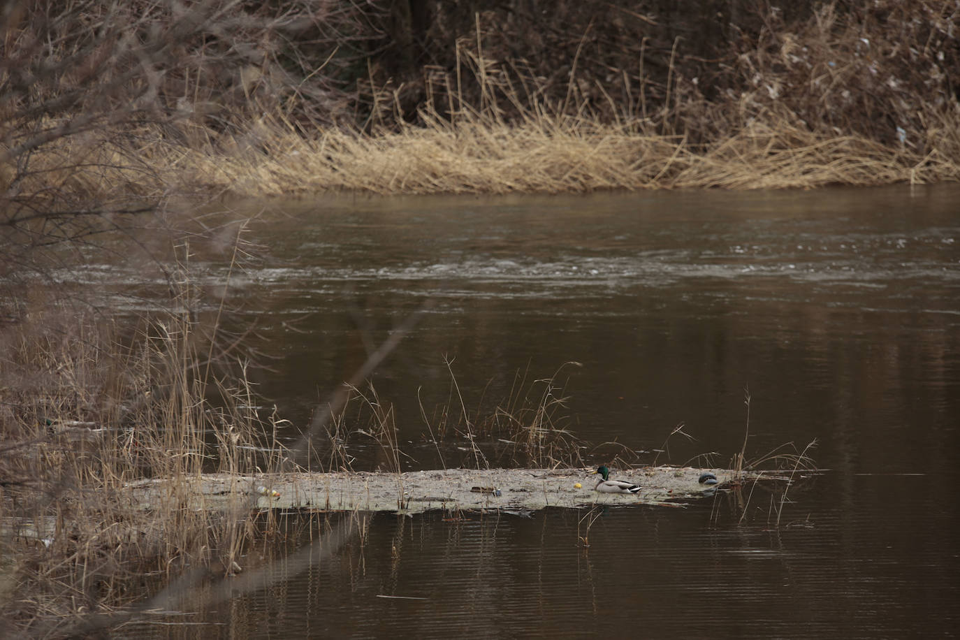 La crecida del río llena de &#039;basuraleza&#039; la ribera del Tormes