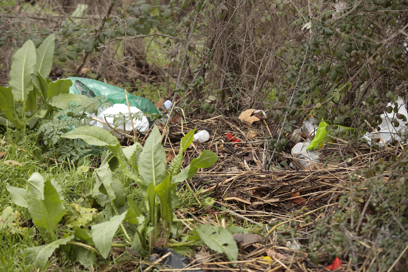 La crecida del río llena de &#039;basuraleza&#039; la ribera del Tormes