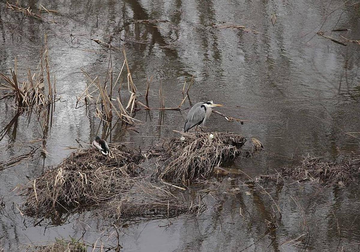 Vivir y comer entre basura: el drama de la basuraleza a la vista en el Tormes