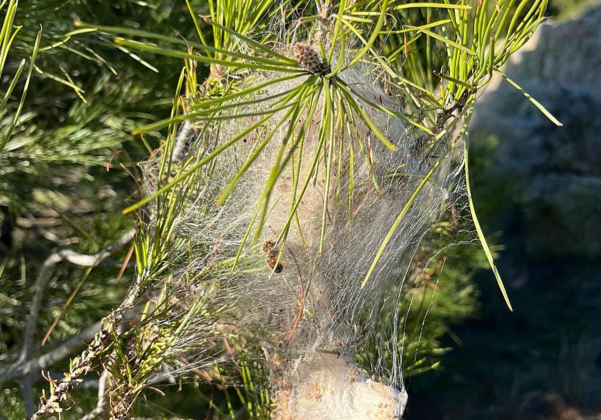 Típico bolsón de procesionaria en una imagen tomada la semana pasada en el pinar de Aldeatejada.