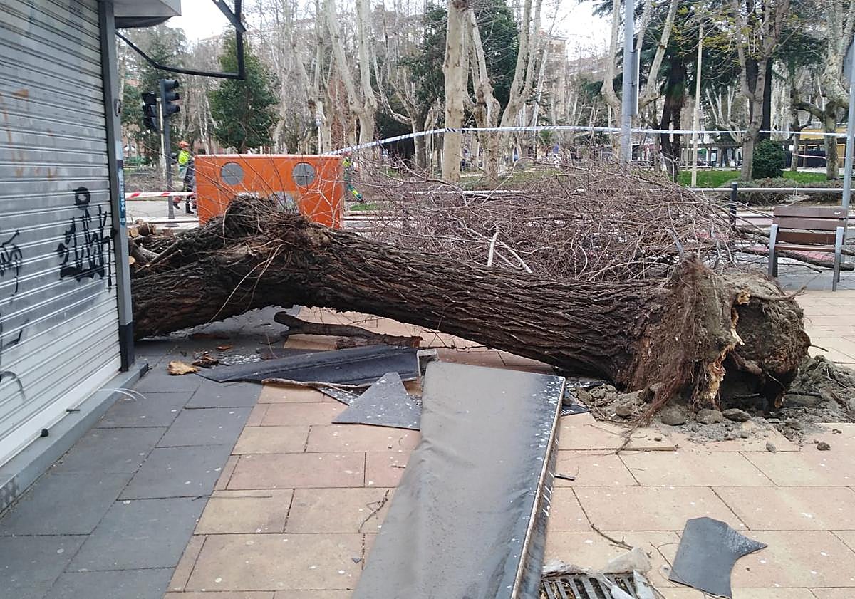 Imagen principal - Salamanca pierde 54 árboles por los temporales: algunas claves para comprender lo ocurrido