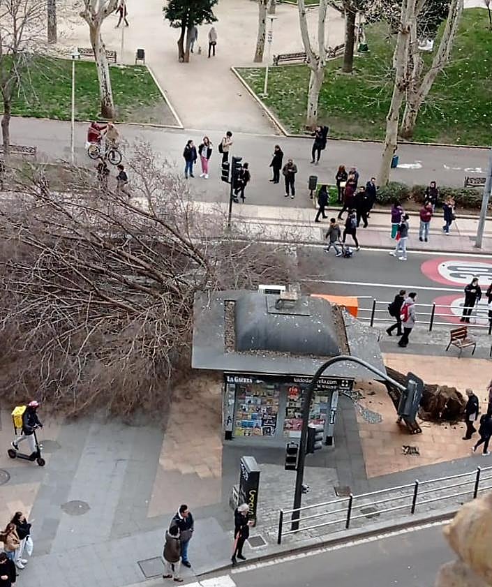 Imagen secundaria 2 - Salamanca pierde 54 árboles por los temporales: algunas claves para comprender lo ocurrido