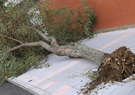 Los efectos de los temporales en Salamanca, en imágenes
