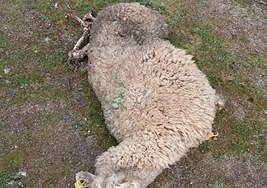 Ataque de bruites en Salamanca