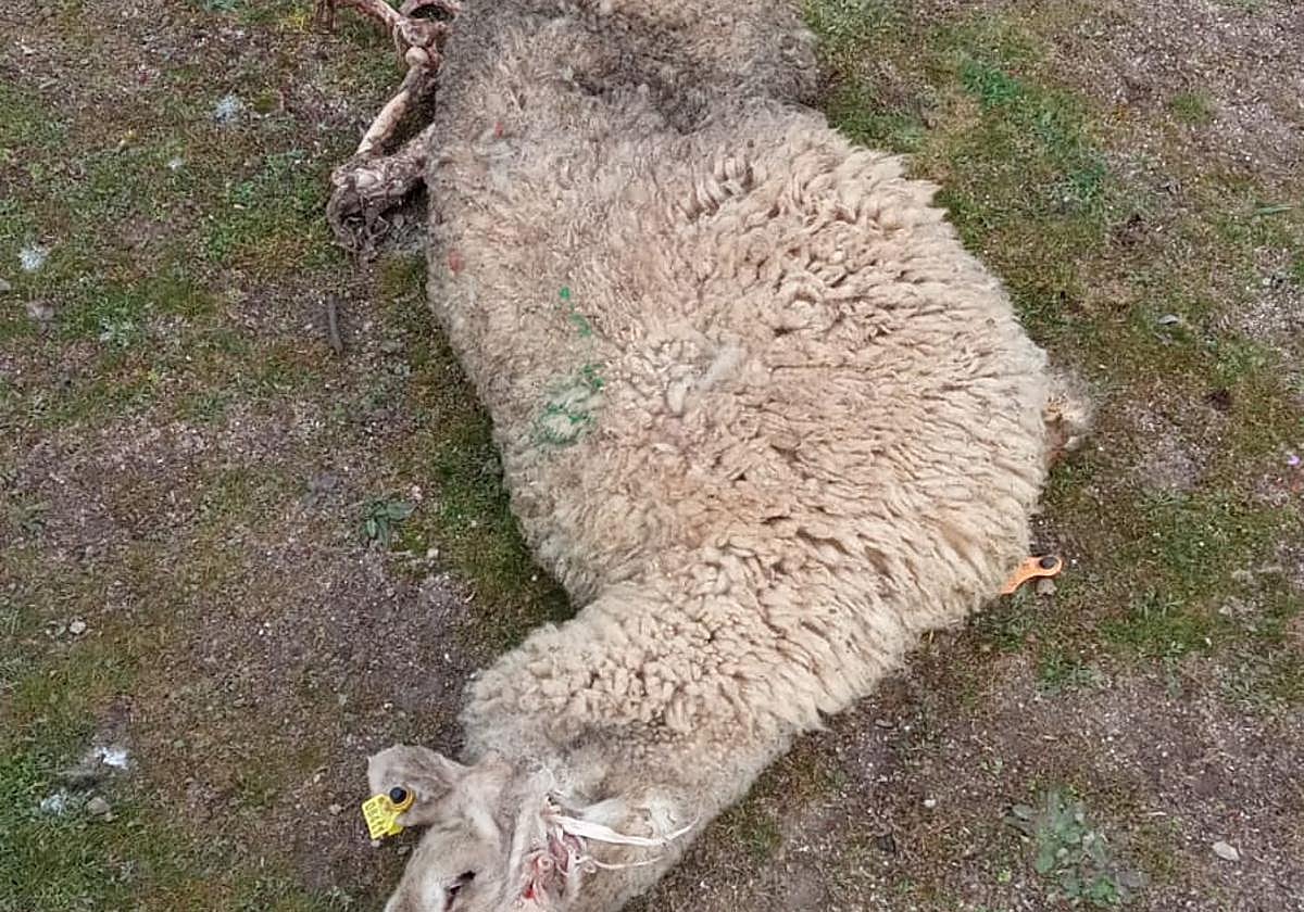 Ataque de bruites en Salamanca