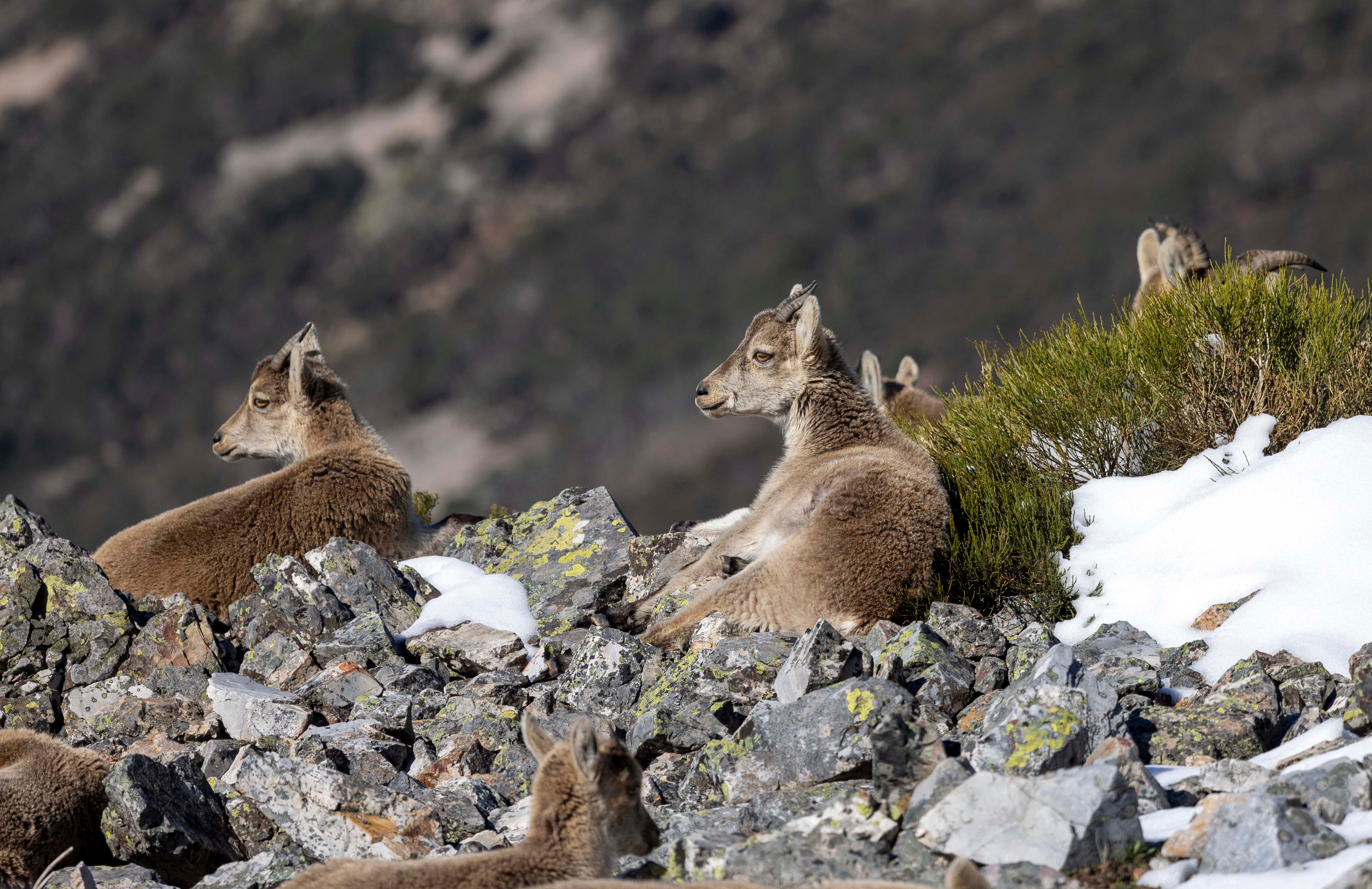 La cabra montesa, especie emblemática de Las Batuecas