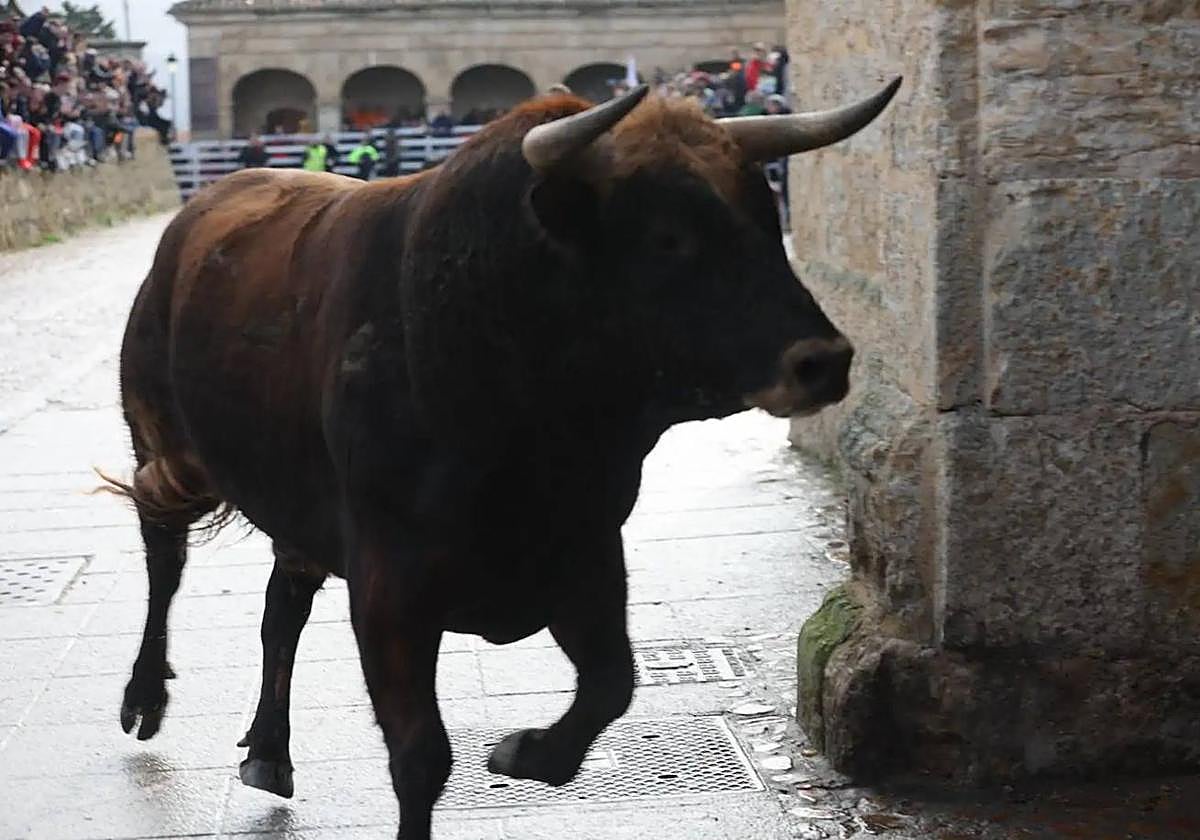 Foto de Archivo, toro en encierro