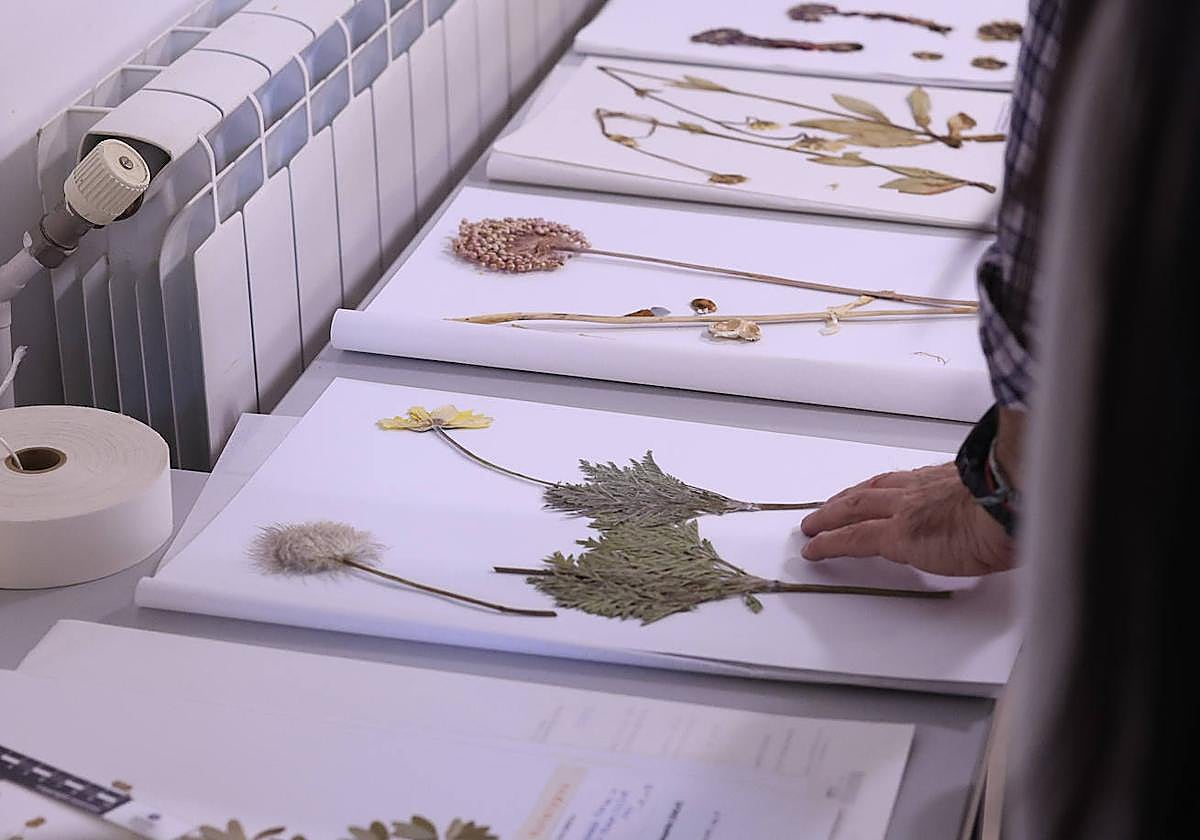 Plantas secas al servicio de la investigación