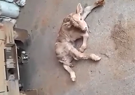 Un ternero afectado por la EHE