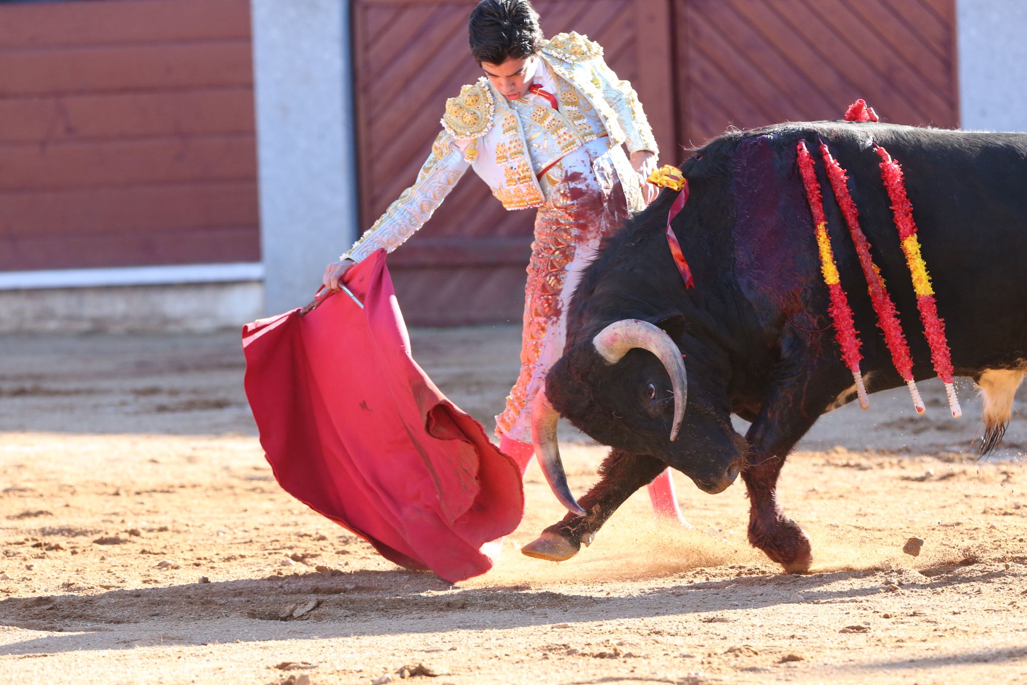 Puerta grande para Marco Pérez en una ilusionante tarde en Guijuelo