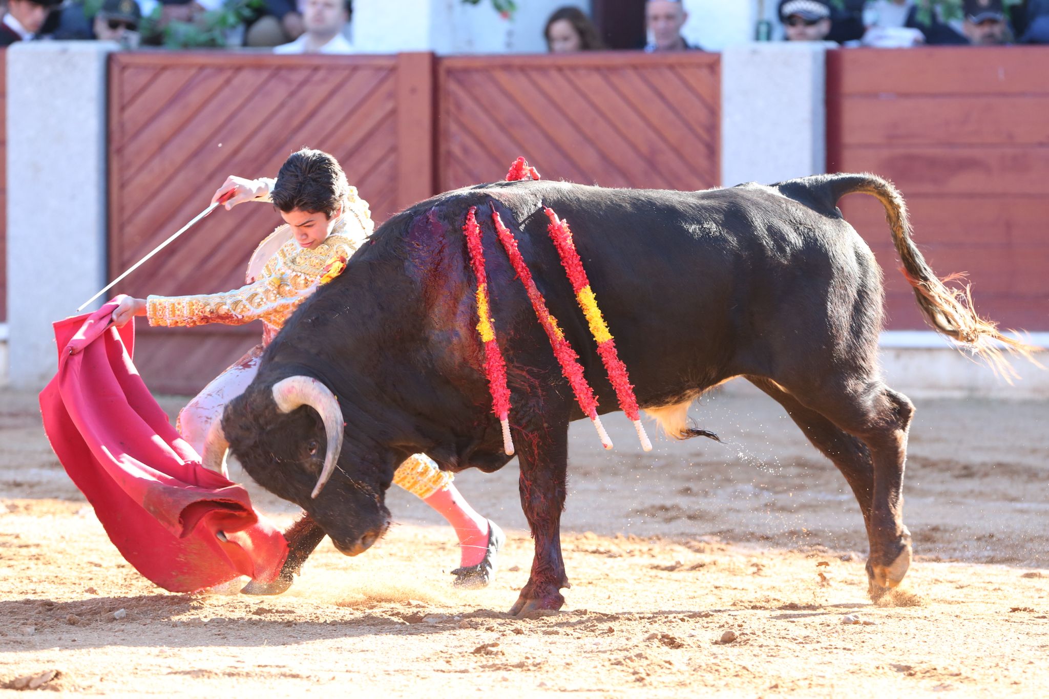 Puerta grande para Marco Pérez en una ilusionante tarde en Guijuelo