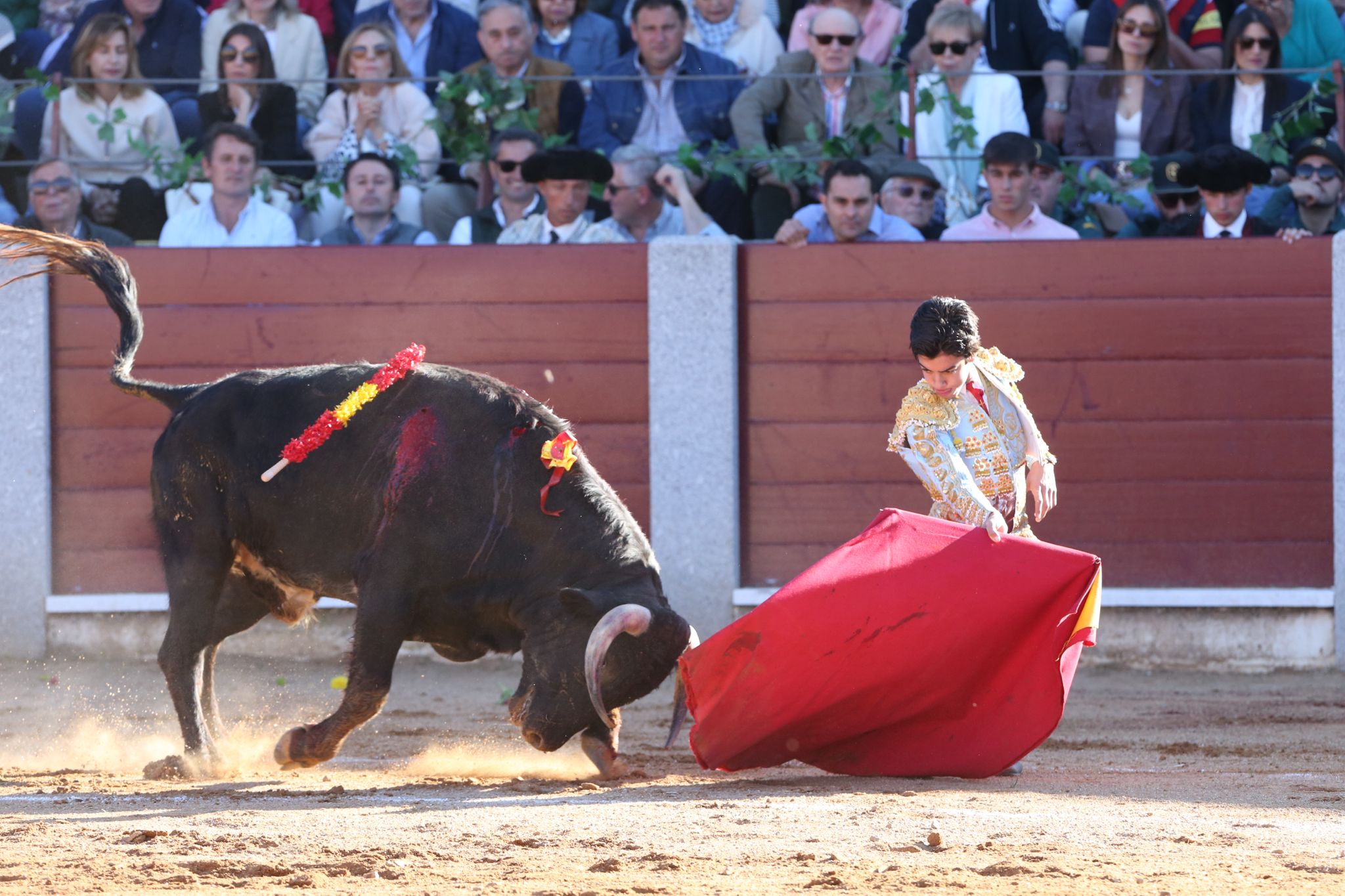 Puerta grande para Marco Pérez en una ilusionante tarde en Guijuelo