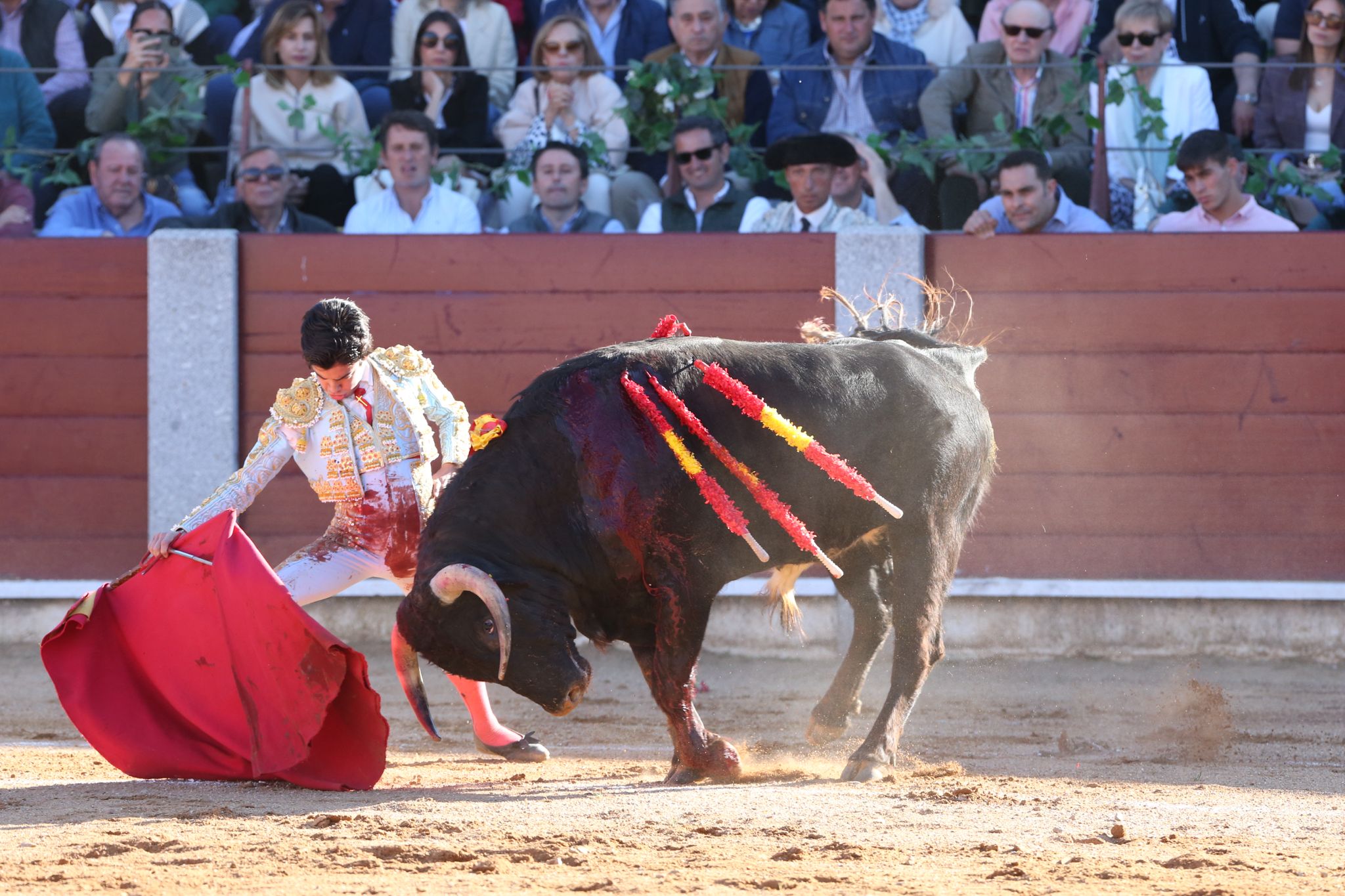 Puerta grande para Marco Pérez en una ilusionante tarde en Guijuelo