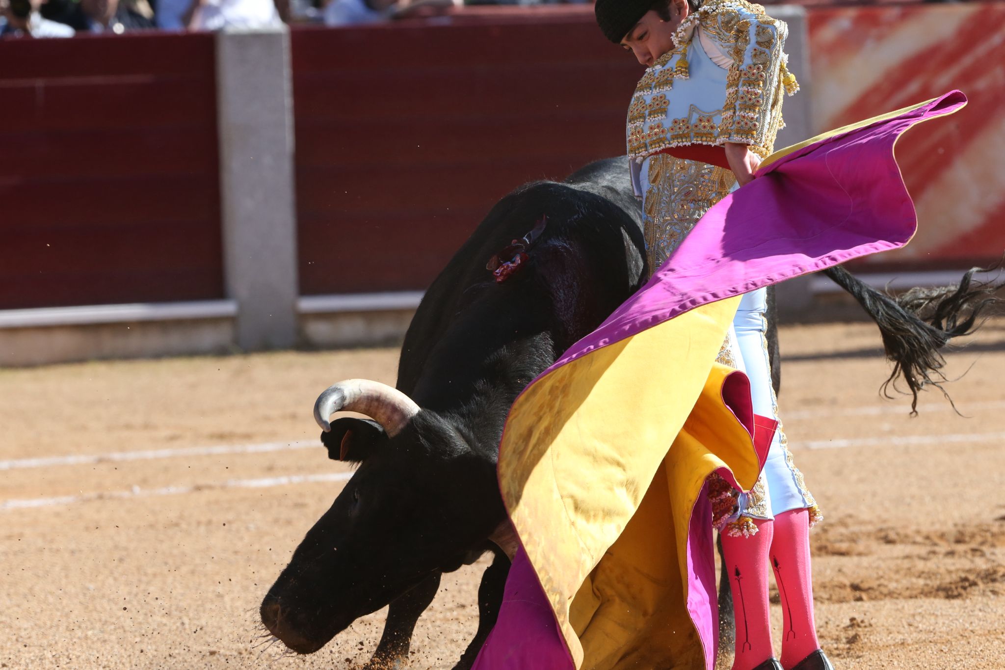 Puerta grande para Marco Pérez en una ilusionante tarde en Guijuelo