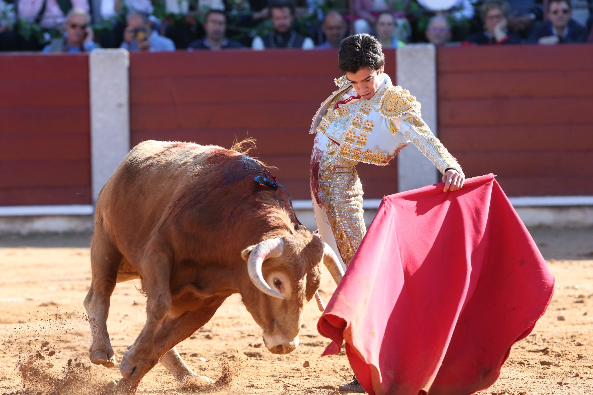 Puerta grande para Marco Pérez en una ilusionante tarde en Guijuelo