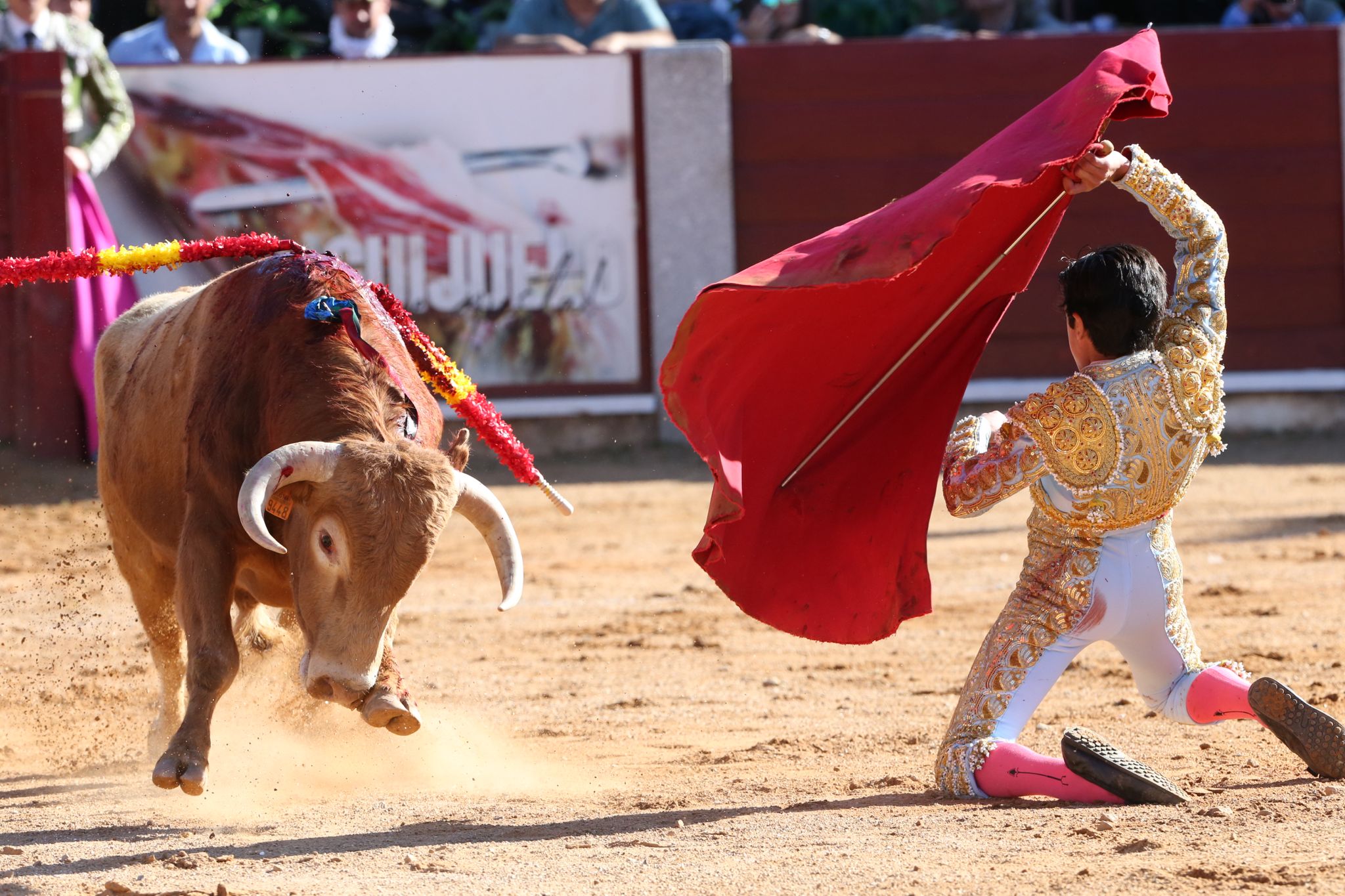 Puerta grande para Marco Pérez en una ilusionante tarde en Guijuelo
