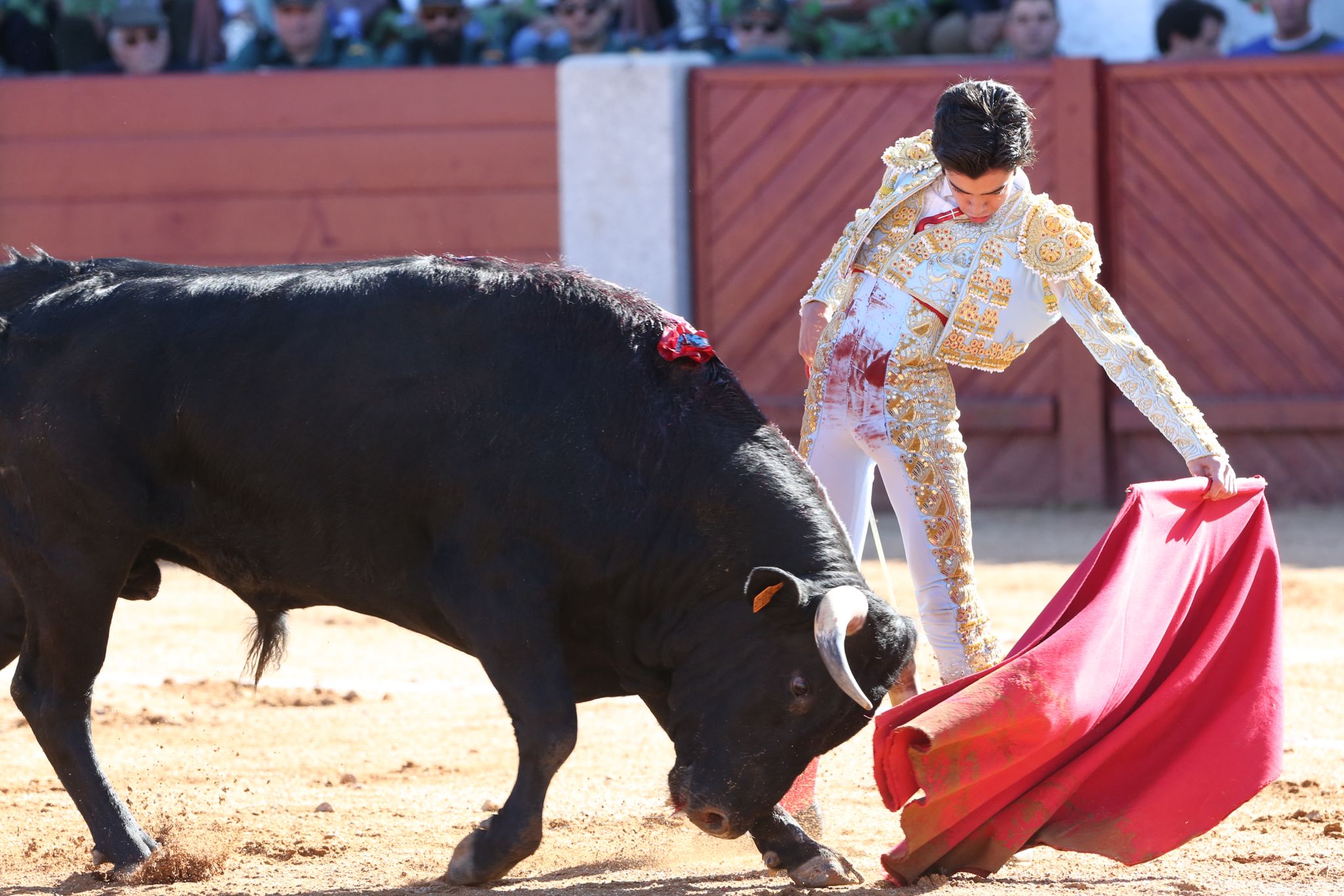 Puerta grande para Marco Pérez en una ilusionante tarde en Guijuelo