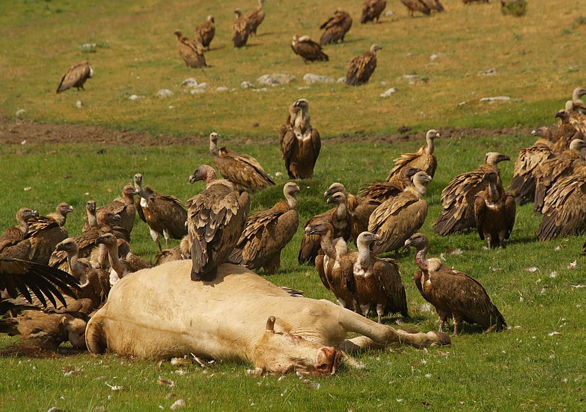 Foto de archivo del ataque de los buitres a una vaca