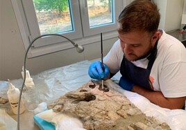 Preparación del cráneo de Asiatosuchus oenotriensis,a cargo de Javier Fernández Martínez.