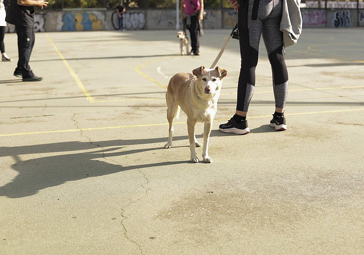 Una persona pasea a su perro en unas instalaciones públicas de Salamanca.