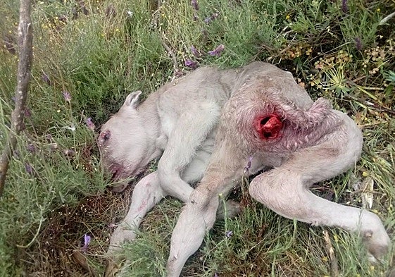 Ternero atacado por los buitres.