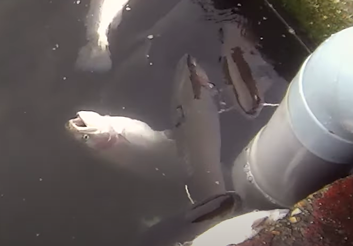 Imagen de la captura de peces en piscifactoría de Piszolla