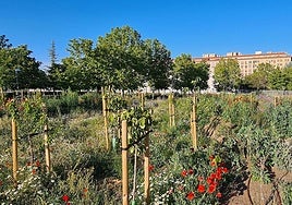 Isla de la Biodiversidad.