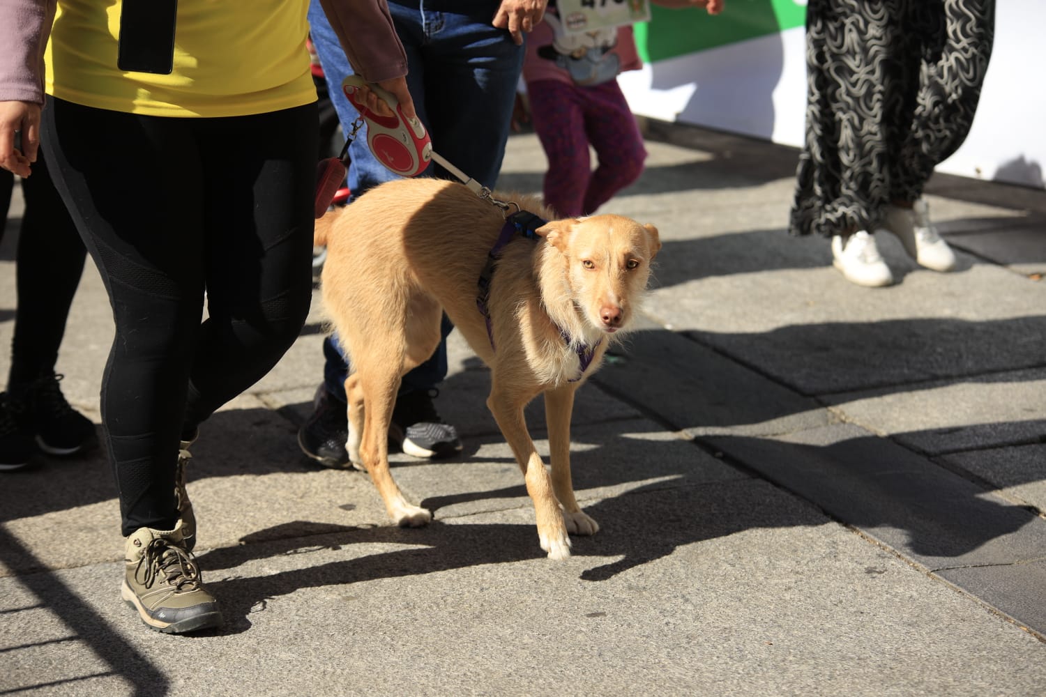 Pasos por la donación en la X Carrera Alcer de Salamanca