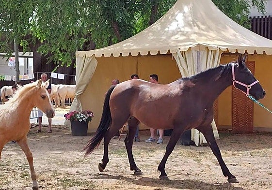 La tradicional Feria Agroganadera y Alimentaria de San Antonio en Alba de Tormes.