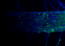 Bacterias (en color verde) colonizando y recubriendo la raíz de una planta de mora (en color azul)