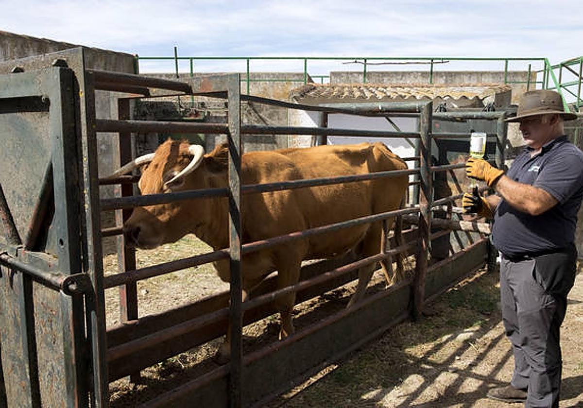 Un ganadero salmantino ante uno de sus animales.