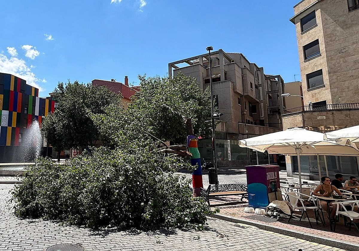 La gran rama del árbol que se vino abajo este mediodía en la Plaza del Oeste de Salamanca.