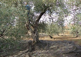 Trabajos en un olivar de Sotoserrano.