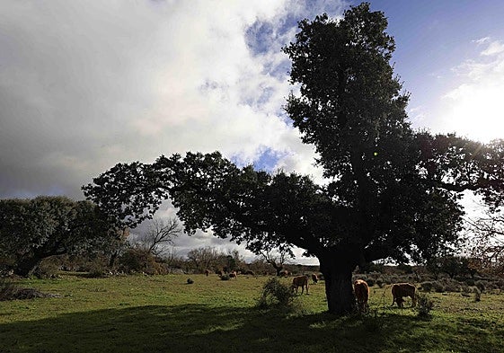 Animales en la zona de Vitigudino