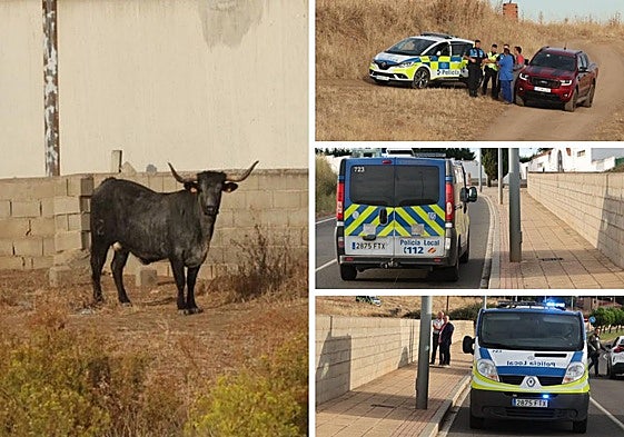 La vaca morucha y el despliegue policial.