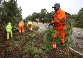 Operarios del servicio de mantenimiento de carreteras retiran varios arboles caídos en la carretera que une Fuenteguinaldo con Navasfrías.