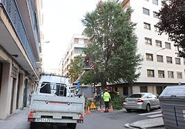Tala de un árbol en la calle Asturias.