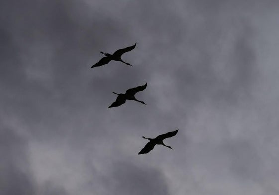 Grullas volando sobre Riolobos.