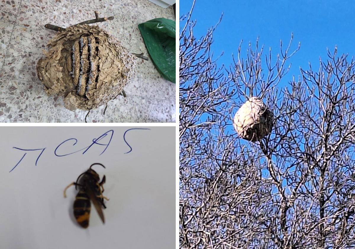 El árbol en el que estaba la colmena y el nideo de avispón eliminado.