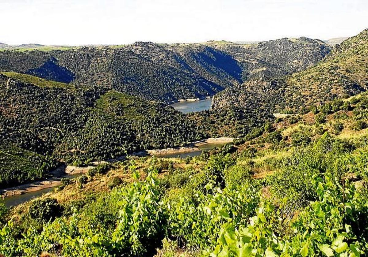 Viñedos de la Denominación de Origen Arribes con el río Duero al fondo.