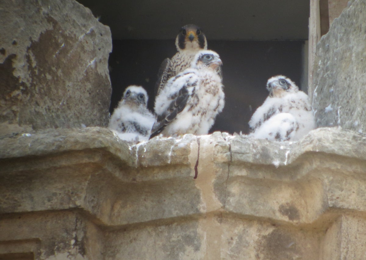 Imagen secundaria 1 - Varios pollos de halcón peregrino nacidos en la Catedral Nueva.