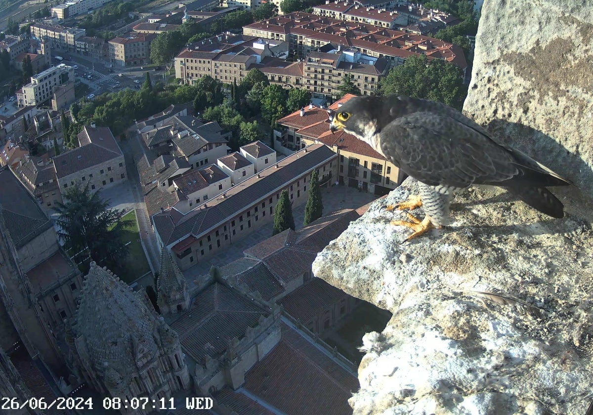 El macho del año pasado, Trueno, contempla la ciudad desde la torre de la Catedral.