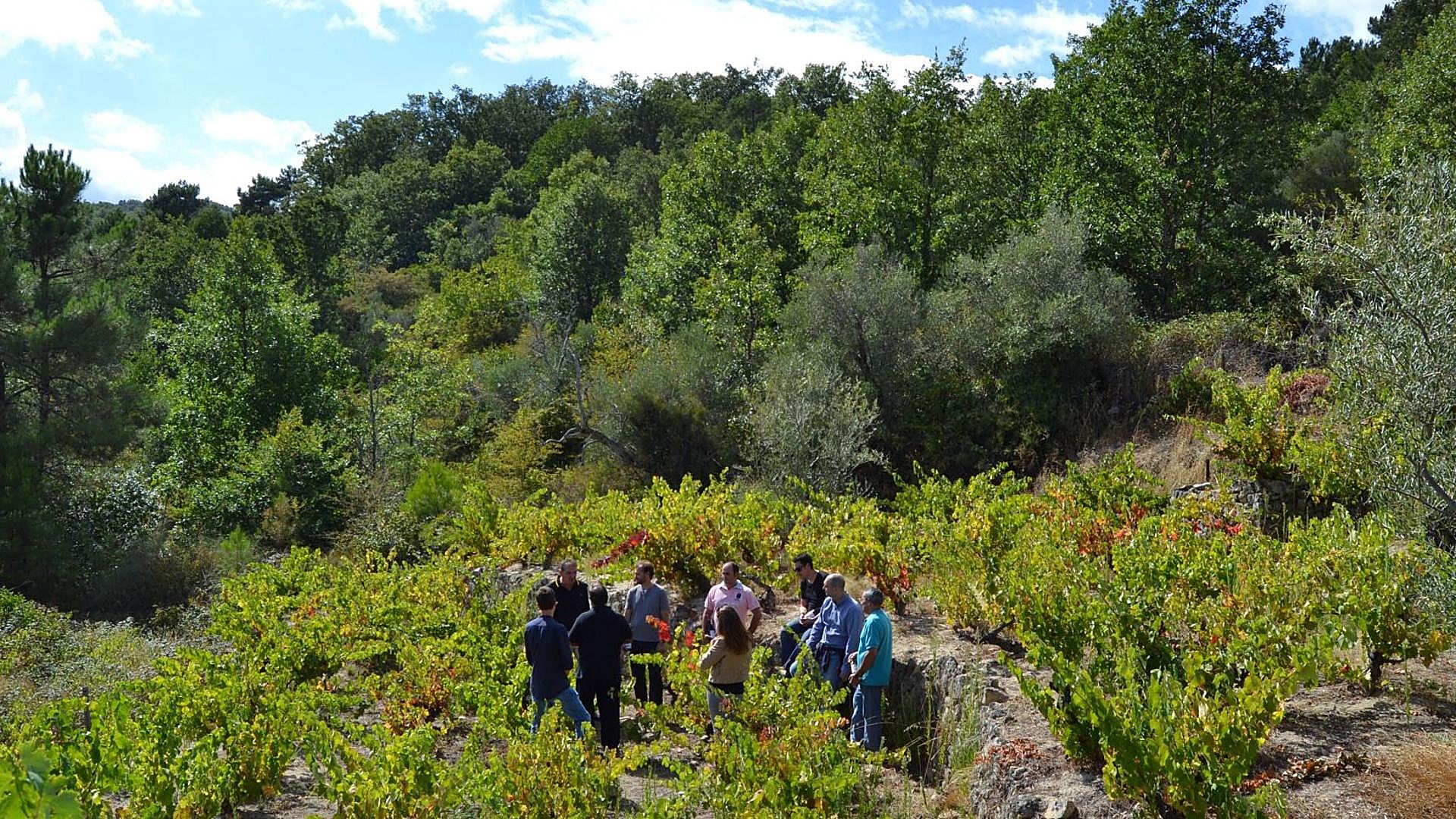 El pueblo de Salamanca que homenajea el viñedo tradicional de la Sierra de Francia