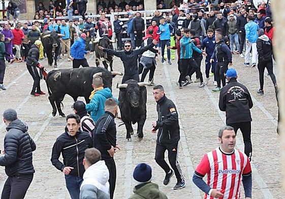 Las imágenes del primer encierro en el Carnaval del Toro en Ciudad Rodrigo
