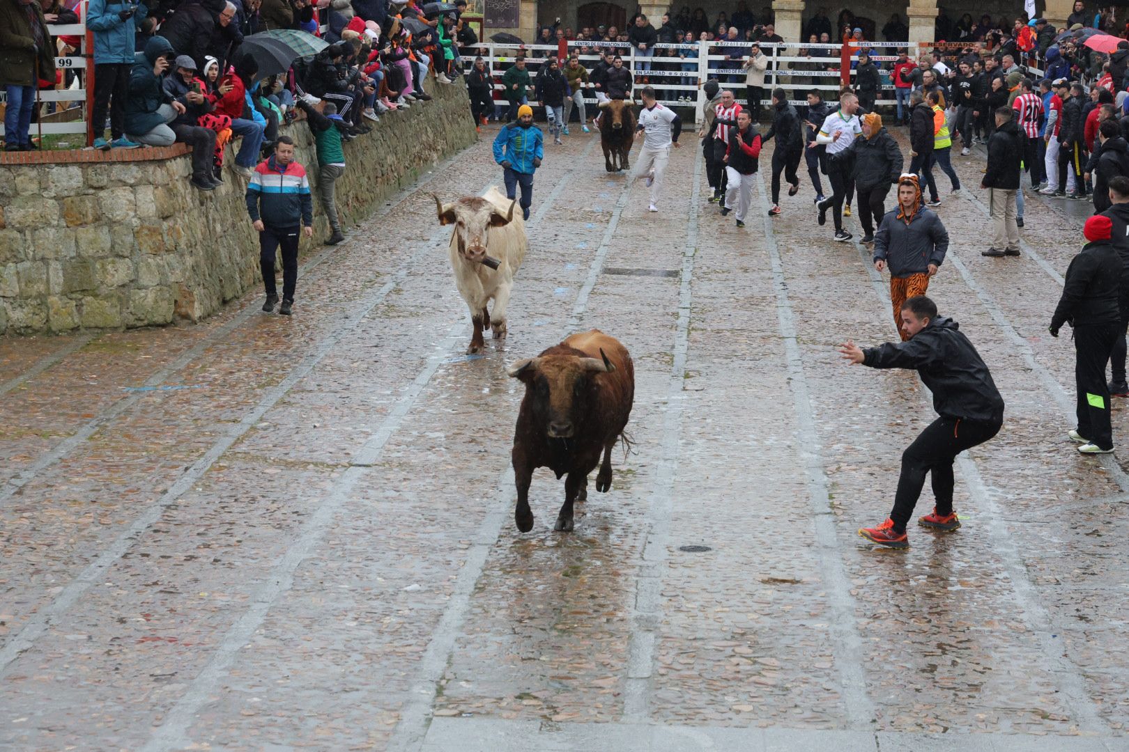 Un encierro pasado por agua en el Carnaval del Toro de Ciudad Rodrigo