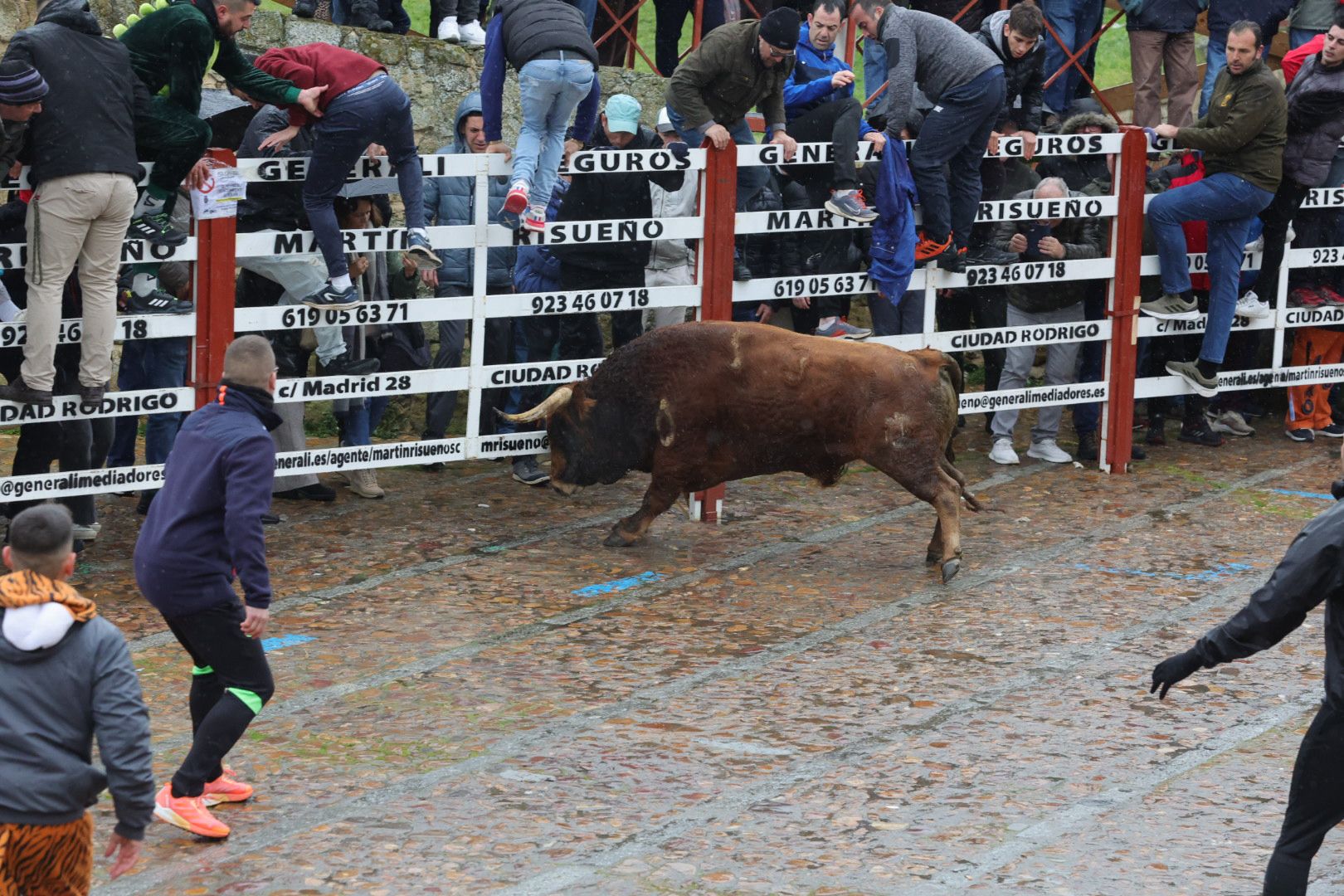 Un encierro pasado por agua en el Carnaval del Toro de Ciudad Rodrigo
