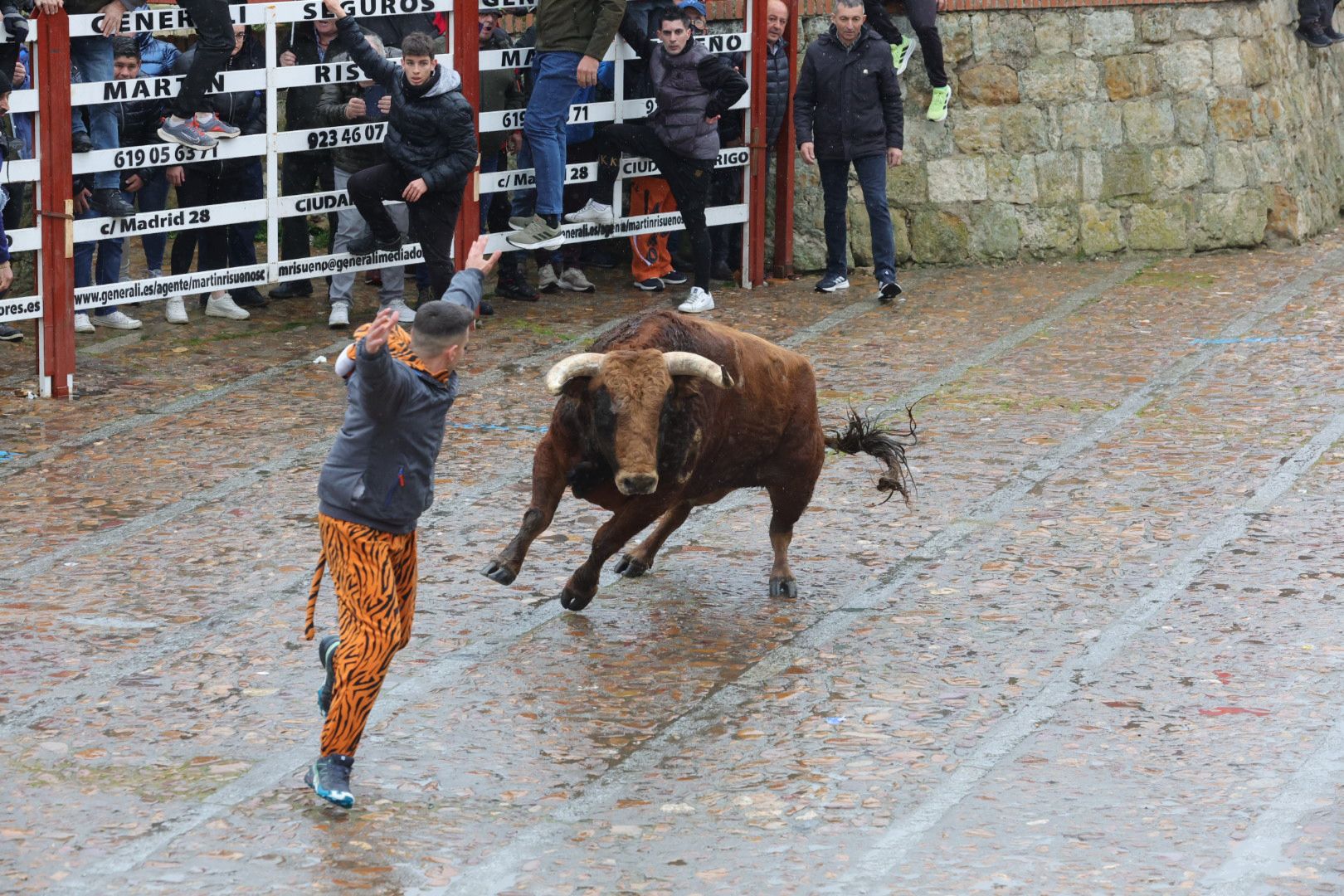 Un encierro pasado por agua en el Carnaval del Toro de Ciudad Rodrigo
