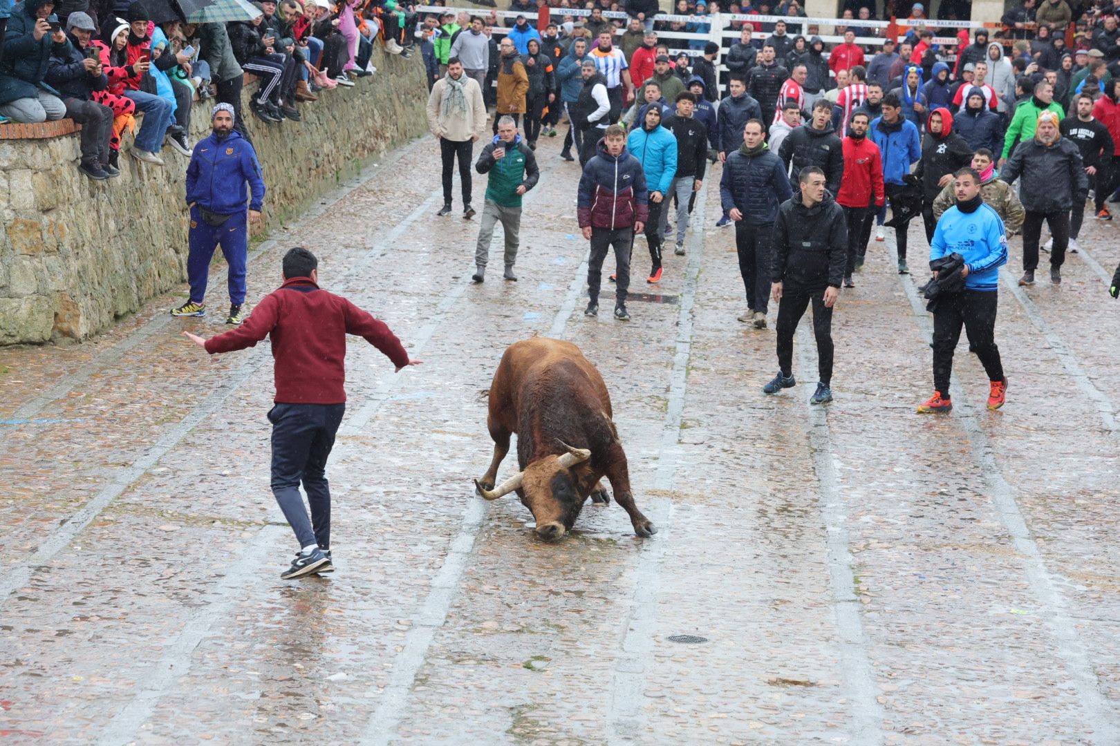 Un encierro pasado por agua en el Carnaval del Toro de Ciudad Rodrigo